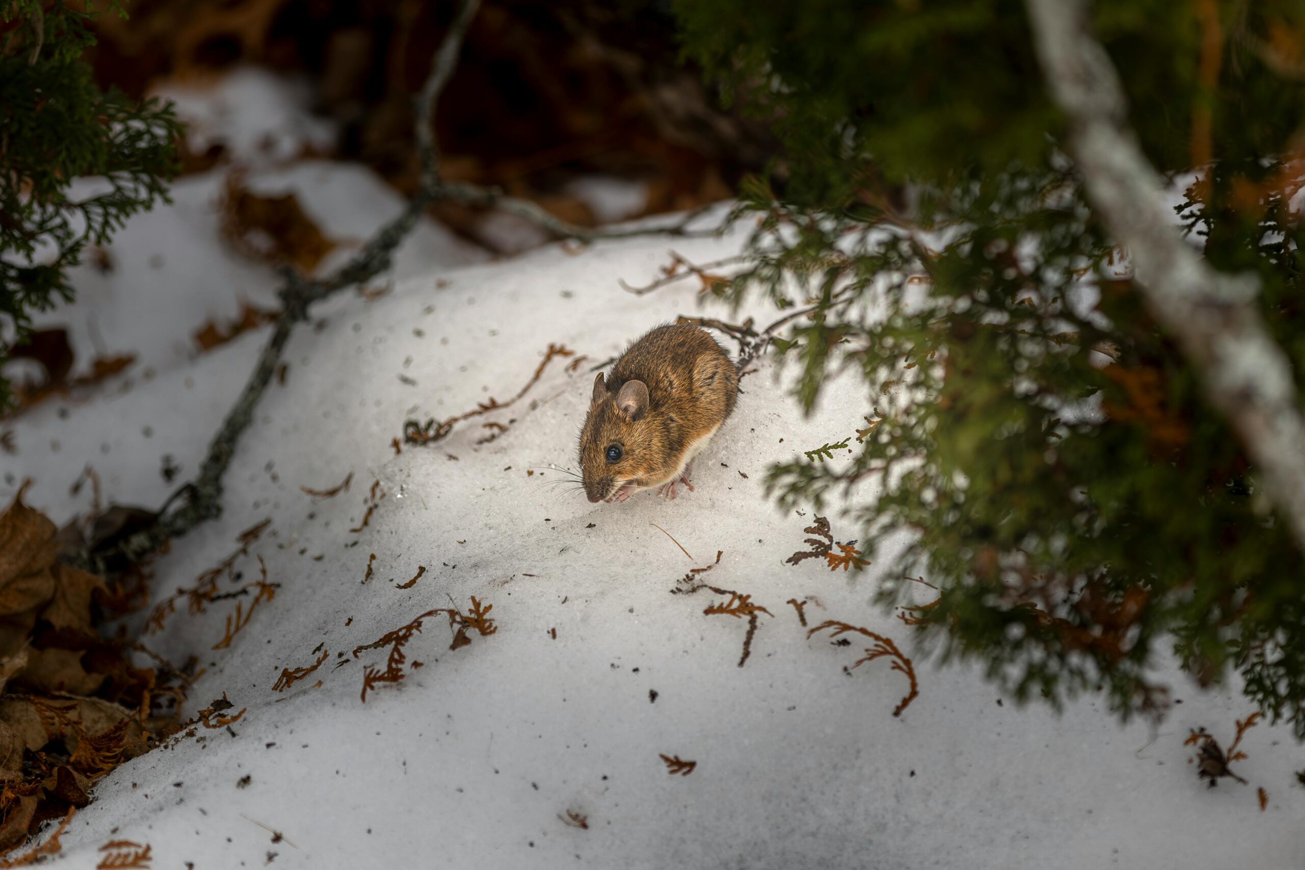 Waarom komen muizen vooral in de winter naar binnen?