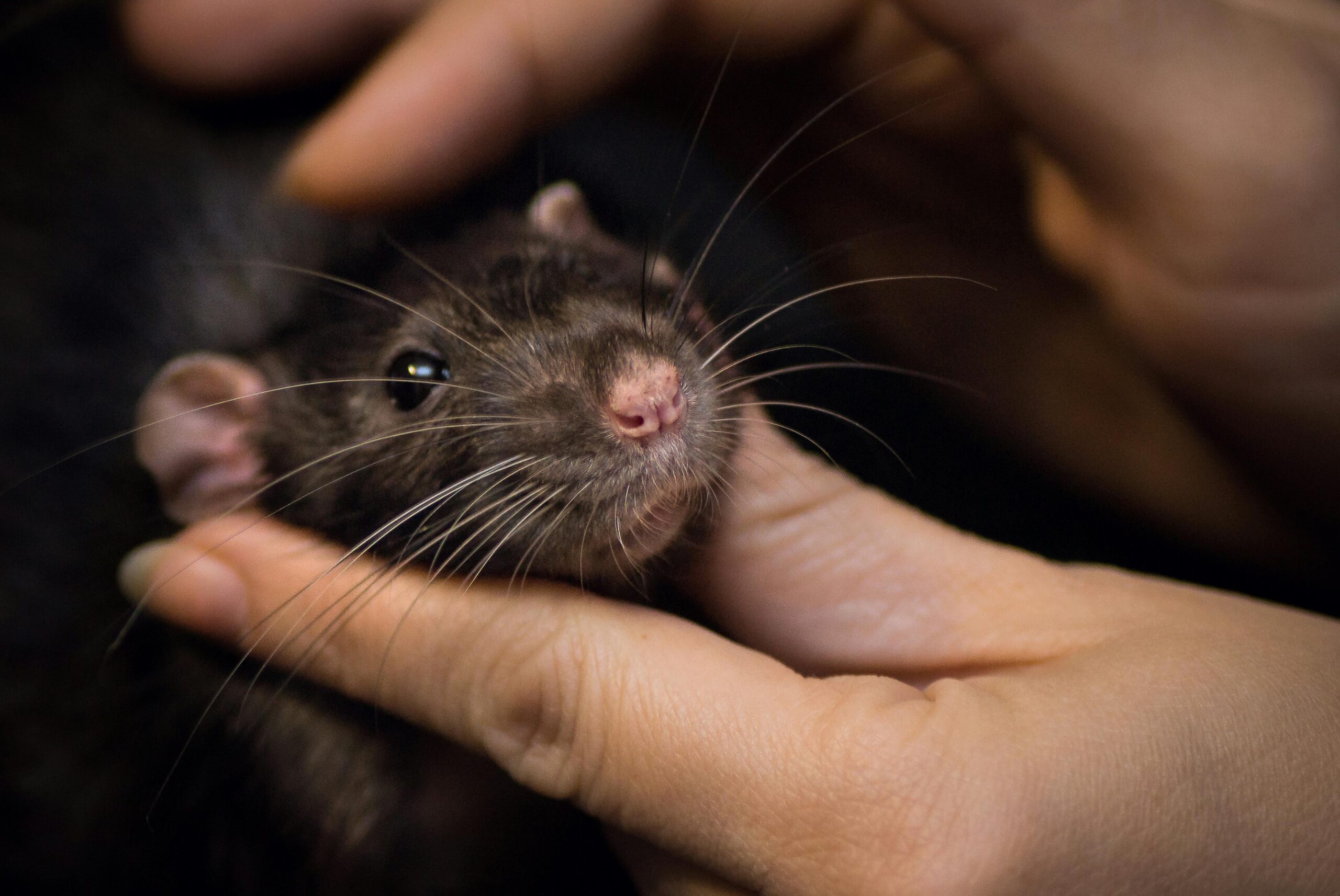 Hoe groot wordt een rat gemiddeld? Grootte, herkenning en risico’s